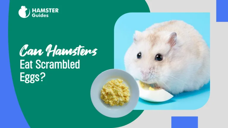 Can Hamsters Eat Scrambled Eggs