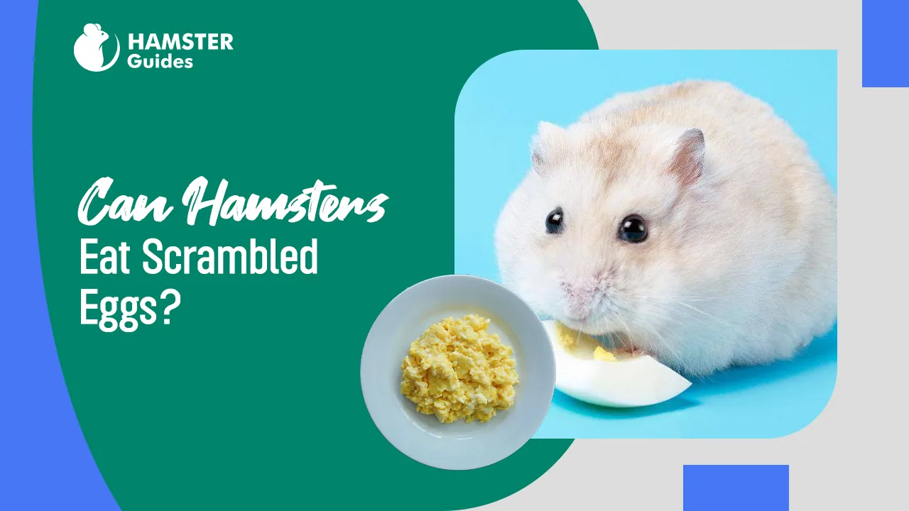 Can Hamsters Eat Scrambled Eggs