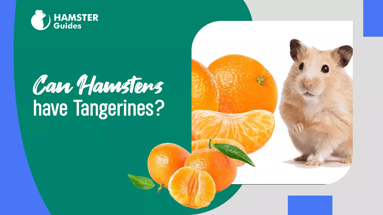 Can Hamsters Eat Tangerines