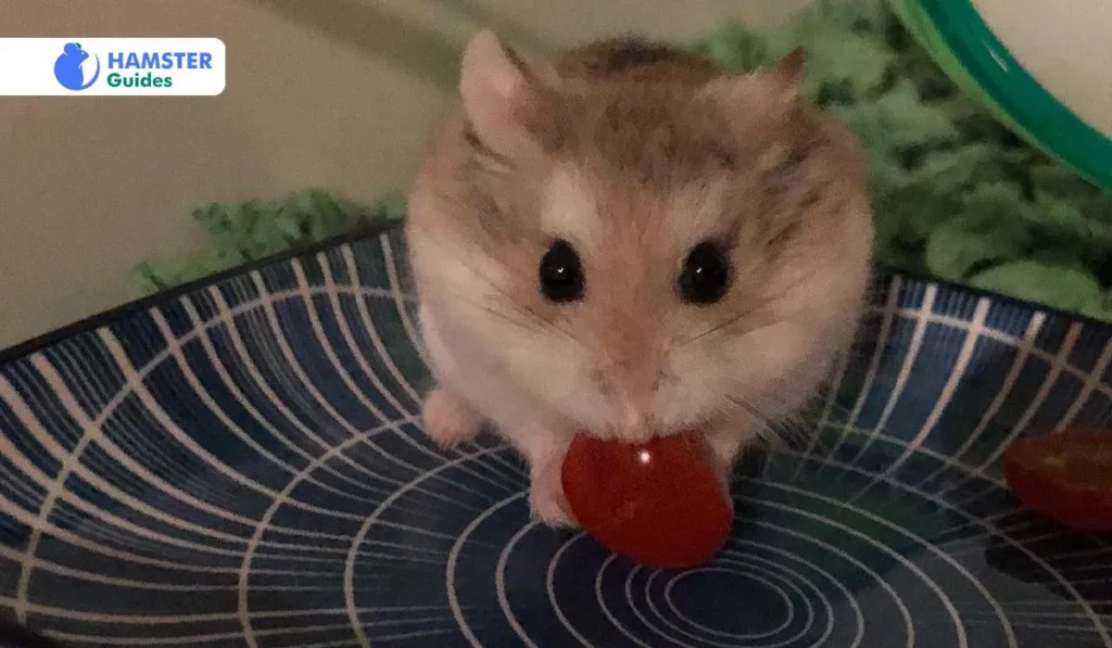 Can Hamsters Eat Tomatoes- More You Need to Know