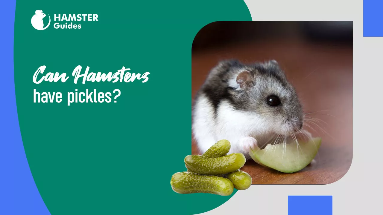 Can Hamsters Have Pickles