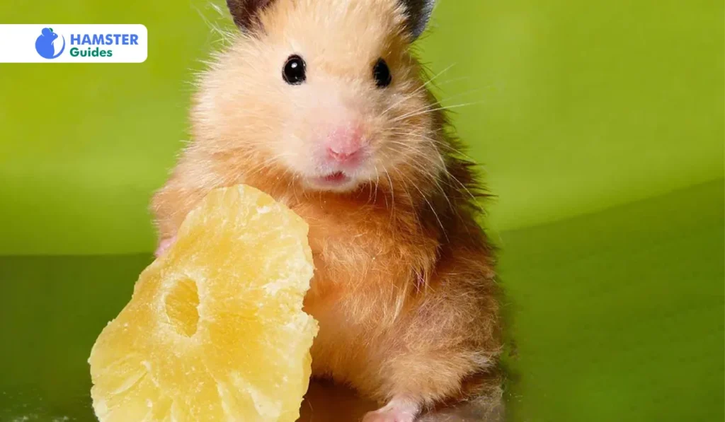 Can Hamsters Have Pineapple Juice