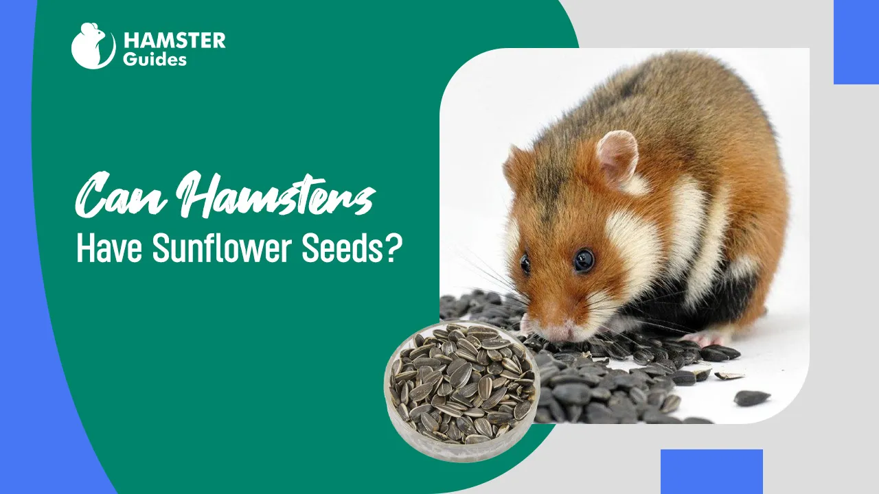 Can Hamsters Have Sunflower Seeds