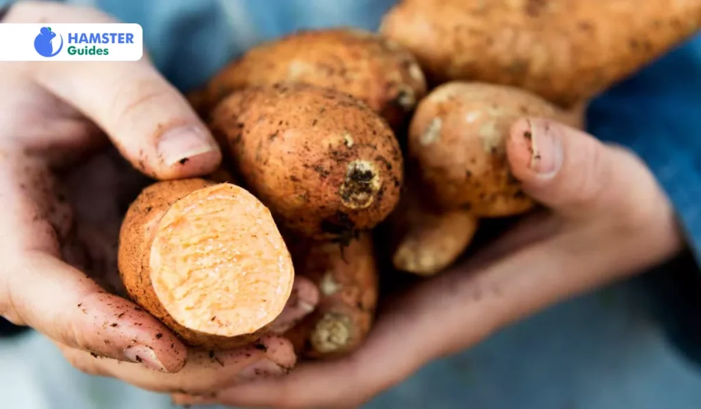 Can Hamsters Have Sweet Potatoes in Their Routine Diet