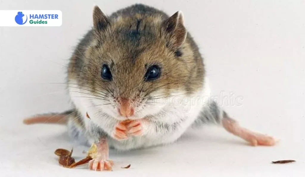 Can Hamsters Have Turkey? Including Turkey in the Hamster's Diet