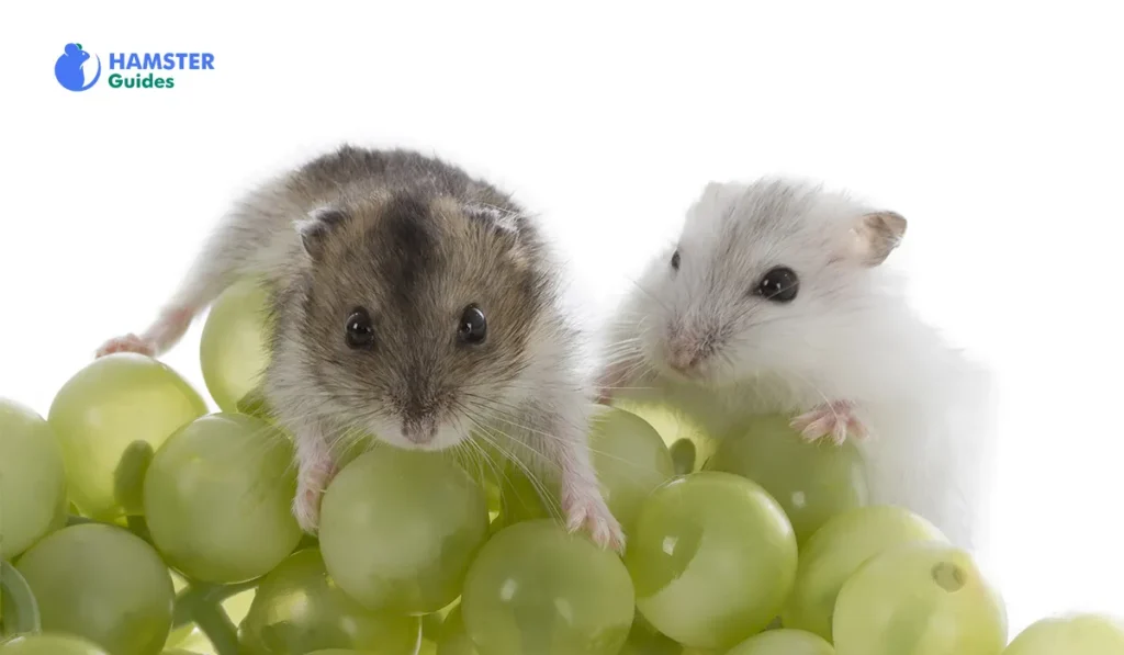 Can Hamsters eat Grapes