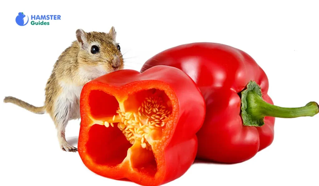 Can Hamsters have Bell Peppers