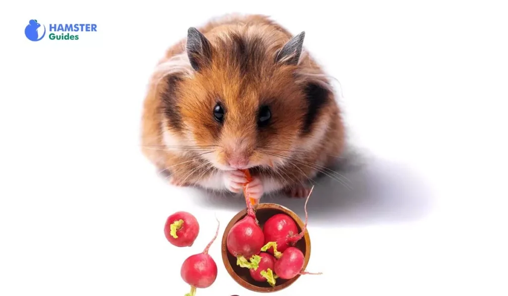 Can hamsters have radishes