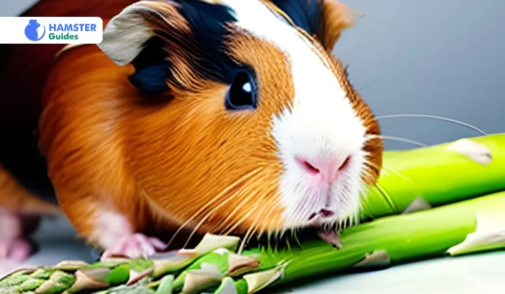 Can Raw Asparagus Fit for Hamsters
