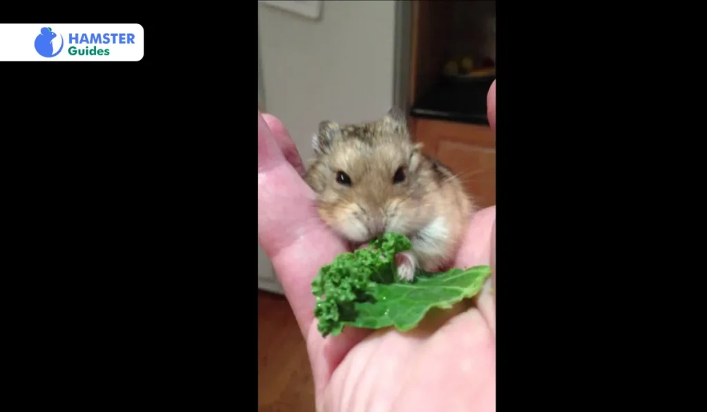 Can Robo Hamsters Eat Kale? 