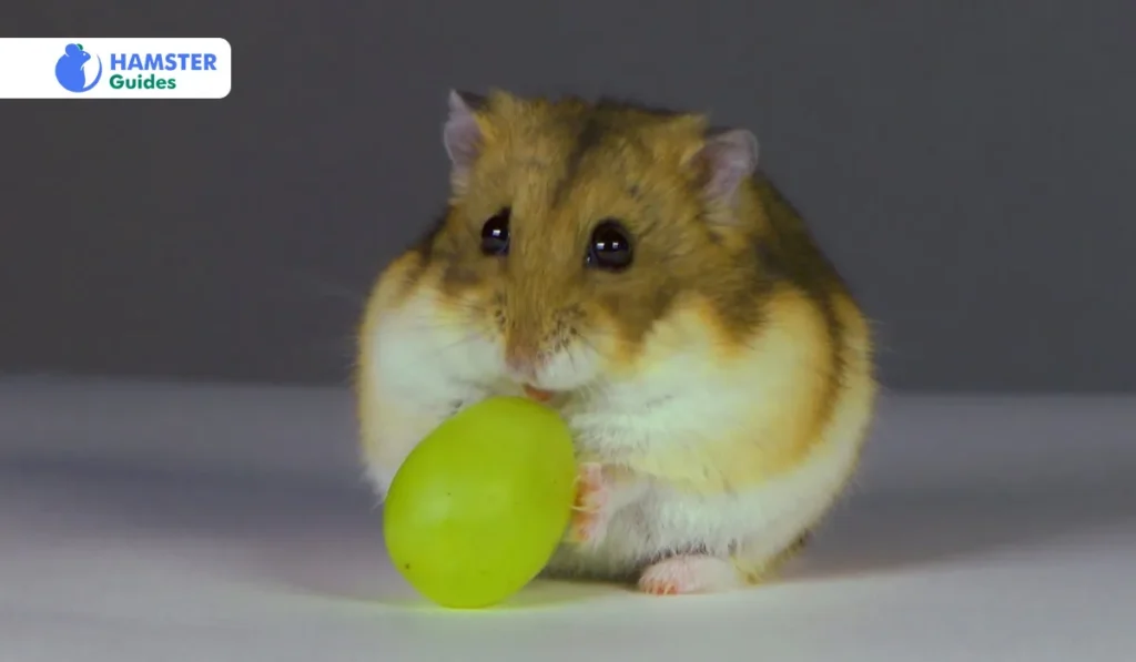 Can Syrian Hamsters eat Grapes
