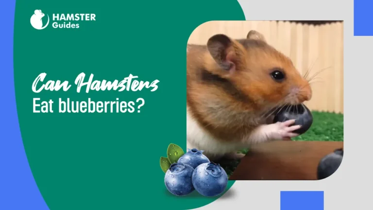 Can hamsters eat blueberries