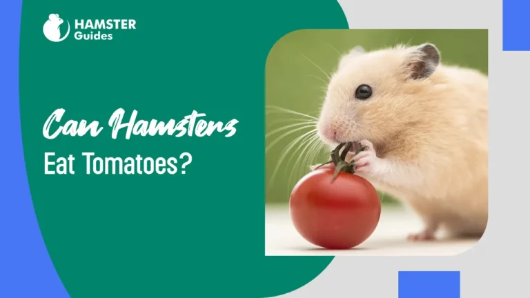 Can-hamsters-eat-tomatoes