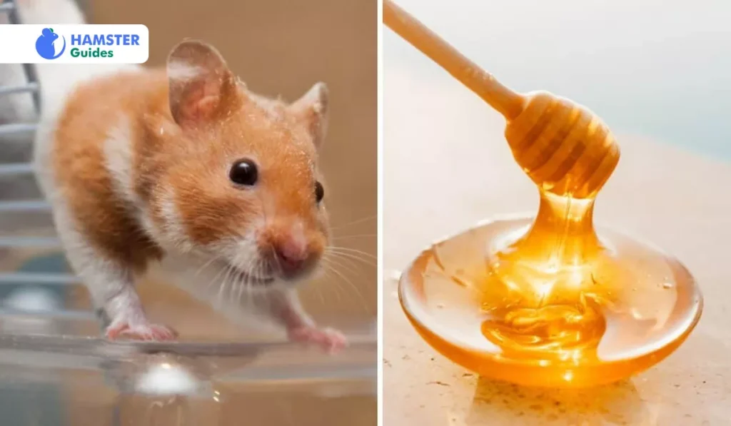 Can hamsters safely consume honey