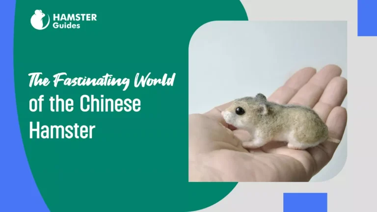 Chinese Hamster