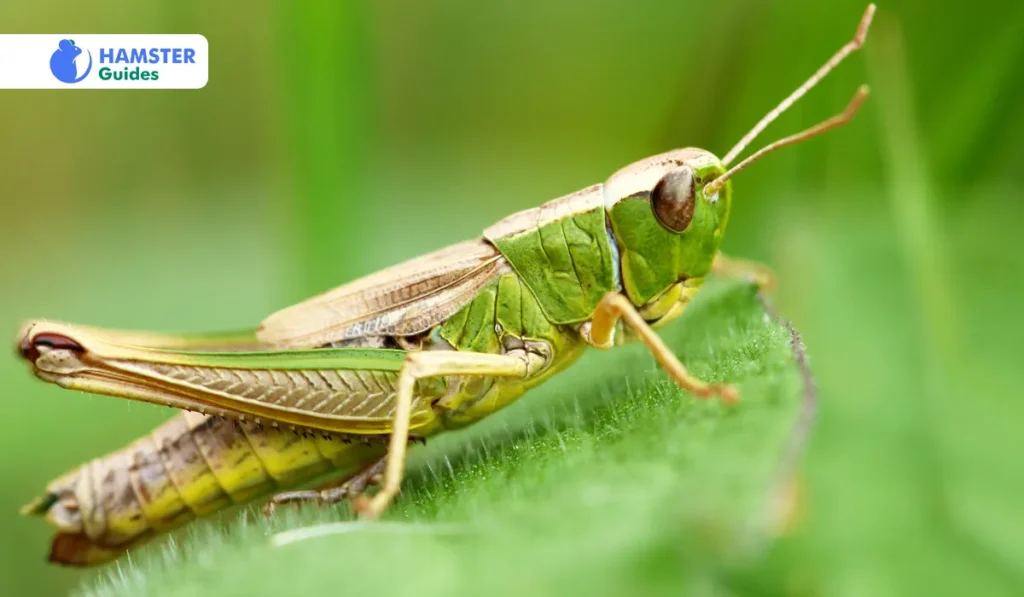 Choosing the Right Grasshoppers Safety First