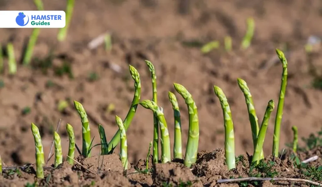 Concerns for Feeding Asparagus