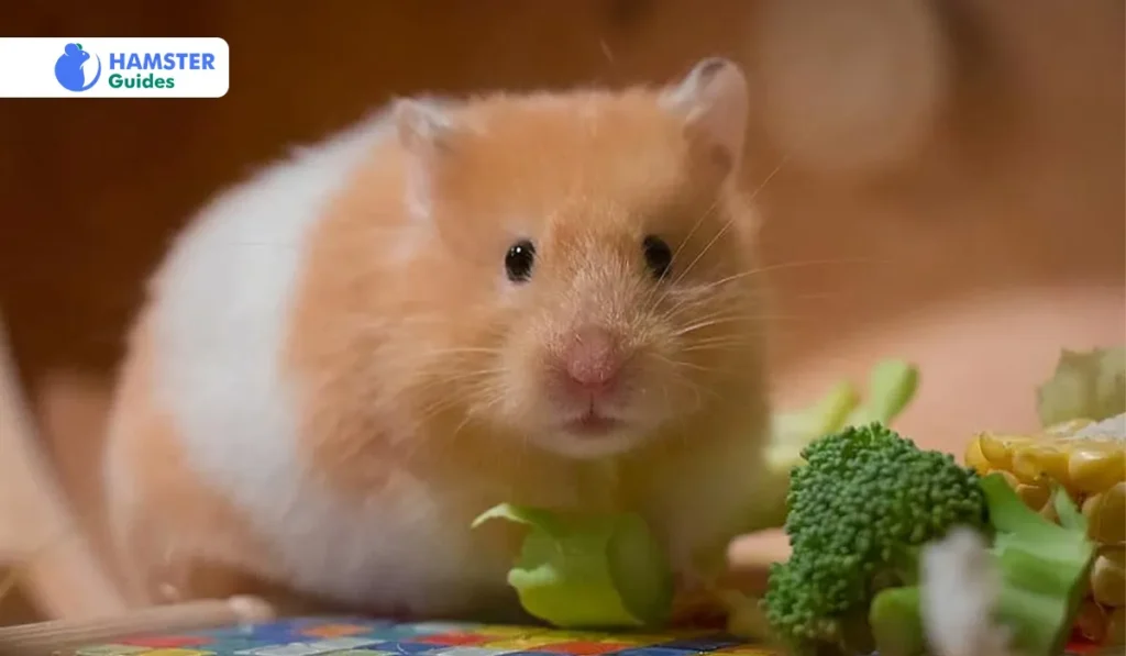 Contributing Broccoli to Your Pet’s Diet
