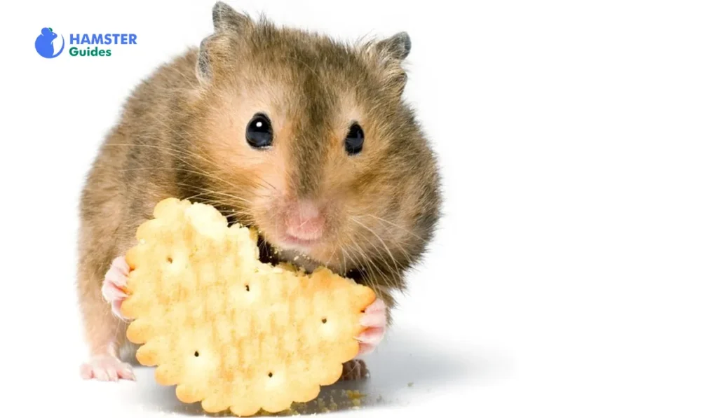 Crackers and Hamsters: Check the Safety Considerations