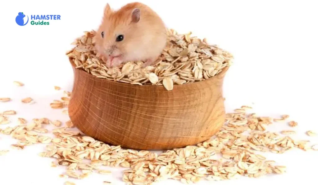 Customized Approach Modifying Oats to Your Hamster’s Needs