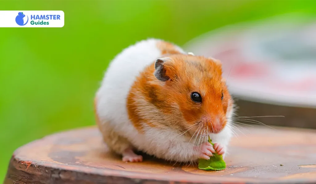 Daily Intake and Variety in Diet