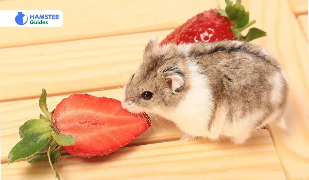 Dewarf Hamsters