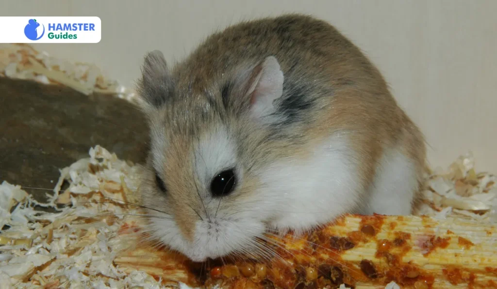 Diet And Nutrition Of Gansu Hamsters