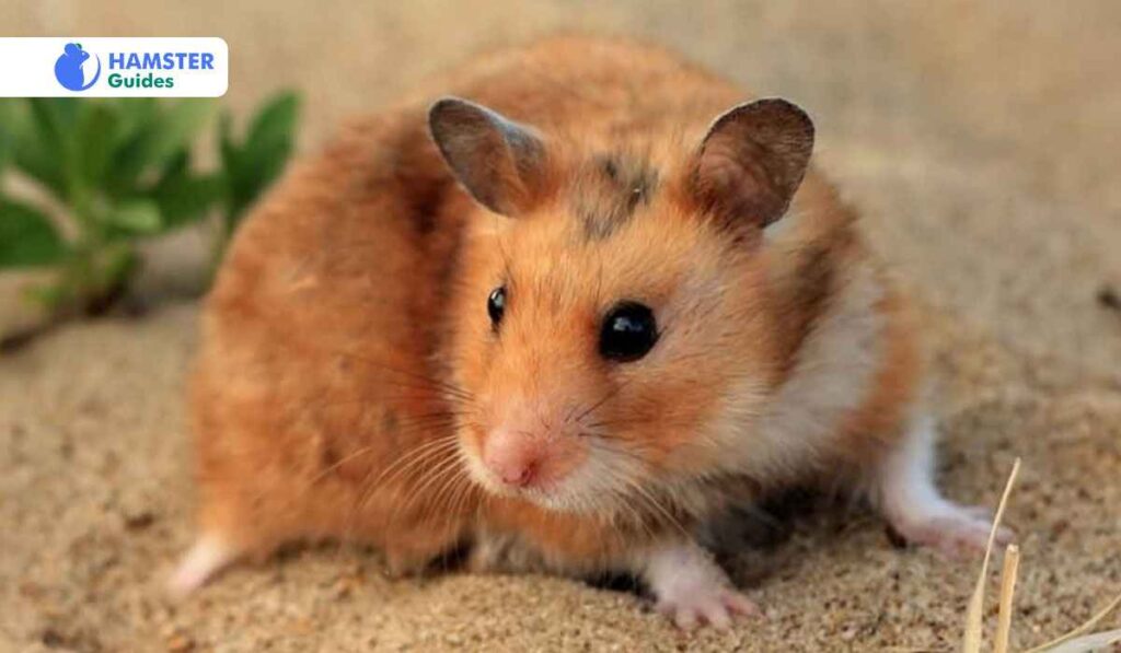 Enrichment Activities Using Celery for Hamsters