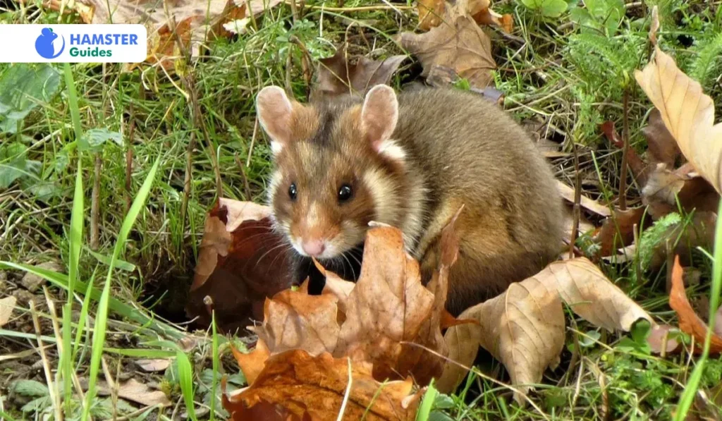 Dietary Habits of Wild Hamsters
