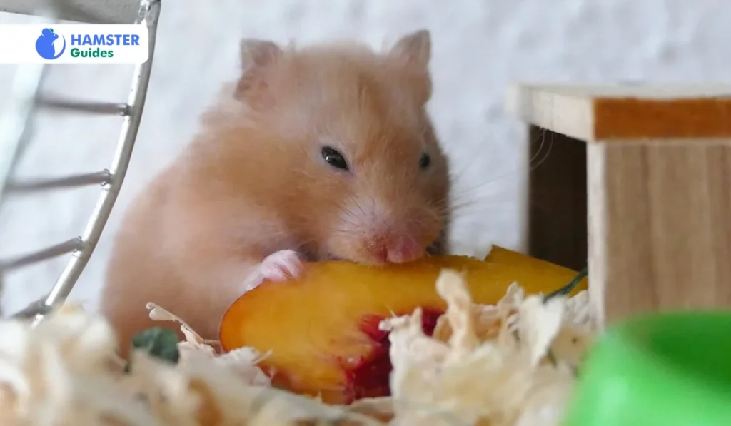 Do All Hamsters Like Pineapple