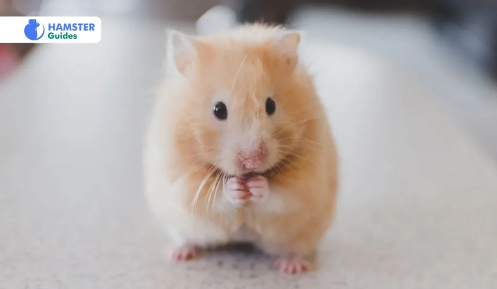Do Hamsters Eat Their Babies Whole