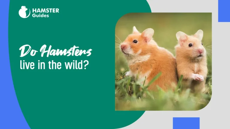 Do Hamsters Live in The Wild
