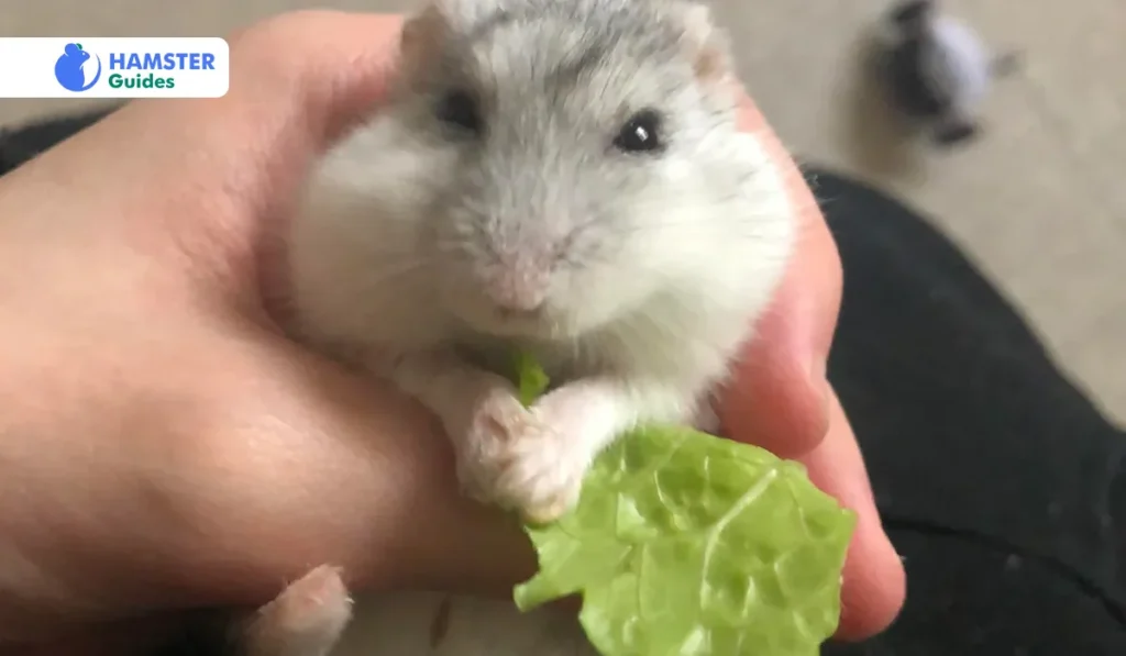 Dwarf Hamster 