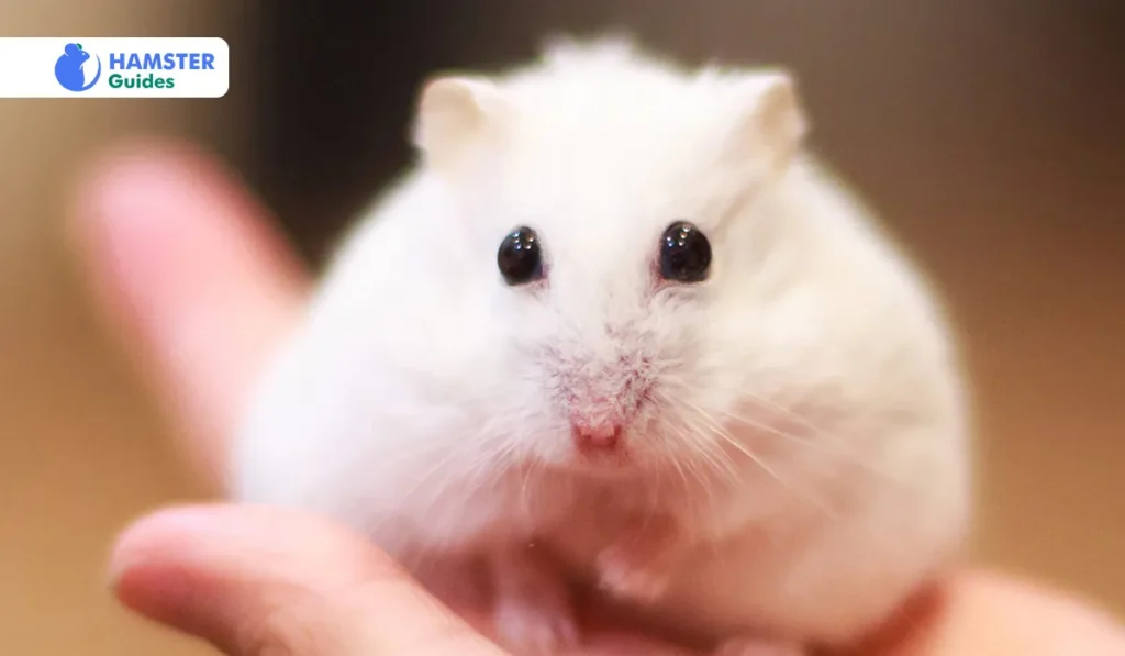 Dwarf Hamster’s Cost, Size And Lifespan