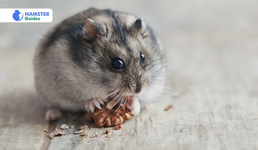 Dwarf Hamsters and Macadamia Nuts