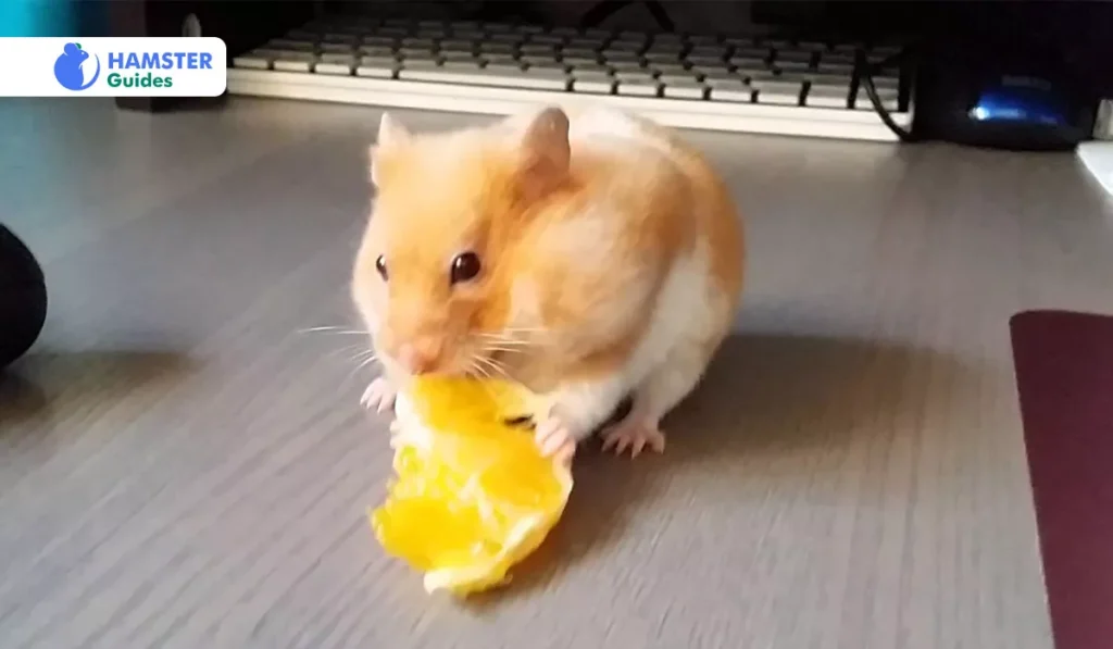 Effects of Tangerines on Hamsters