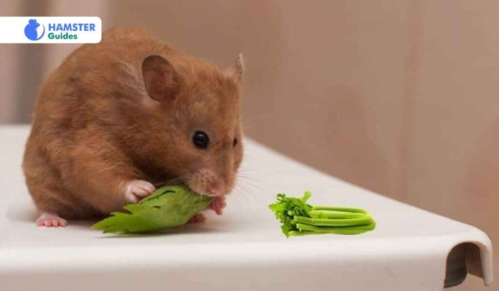 Enrichment Activities Using Celery for Hamsters