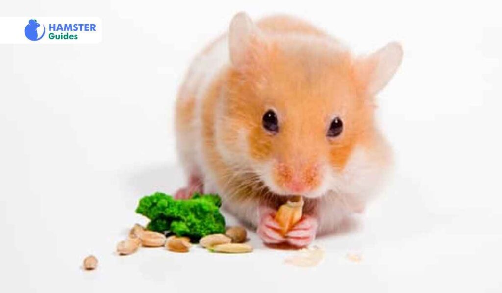 Expert Views on Hamster Diet and Celery Consumption
