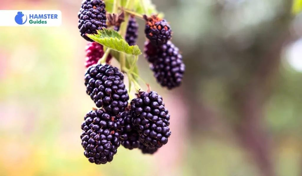 Exploring Different Forms of Blackberries