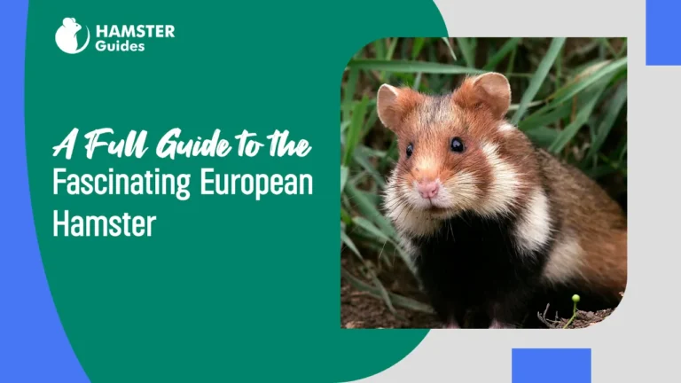 Fascinating European Hamster