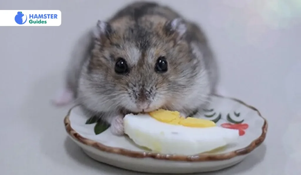 Feeding Eggs To Different Hamster Species