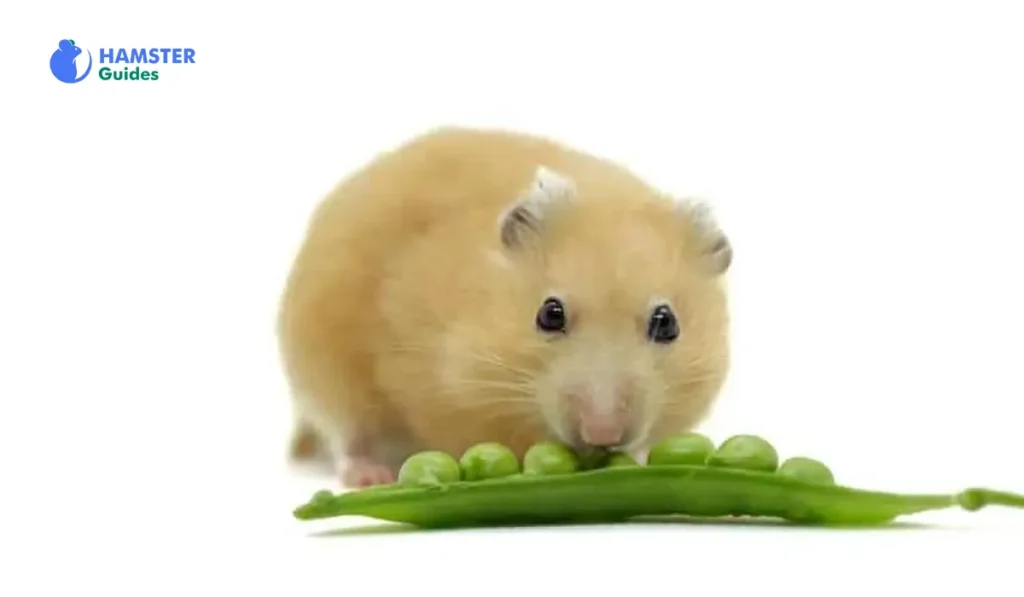 Feeding Guide for Different Hamster Varieties