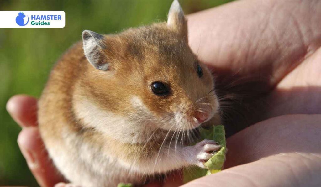 Feeding Recommendations And Dietary Moderation For Hamsters