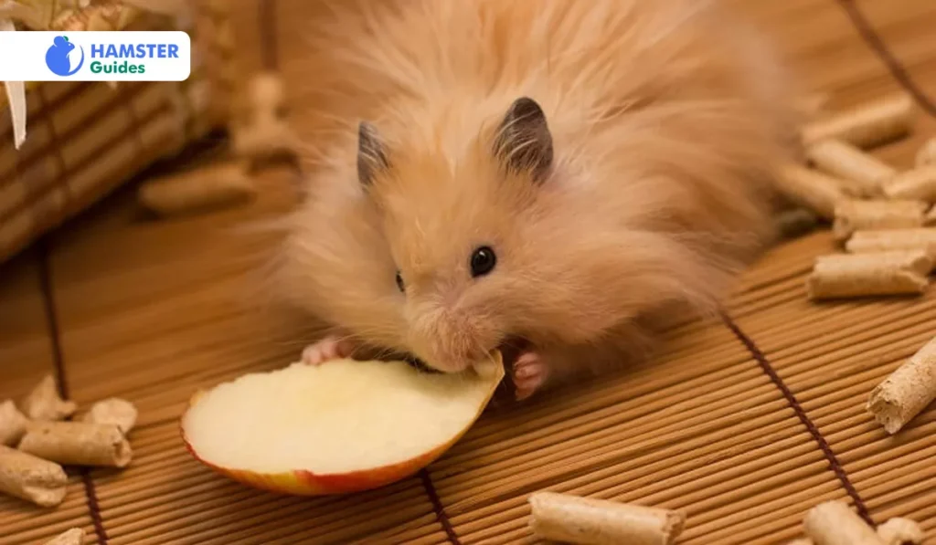 Feeding Recommendations For Balanced Meals For Dwarf Hamster