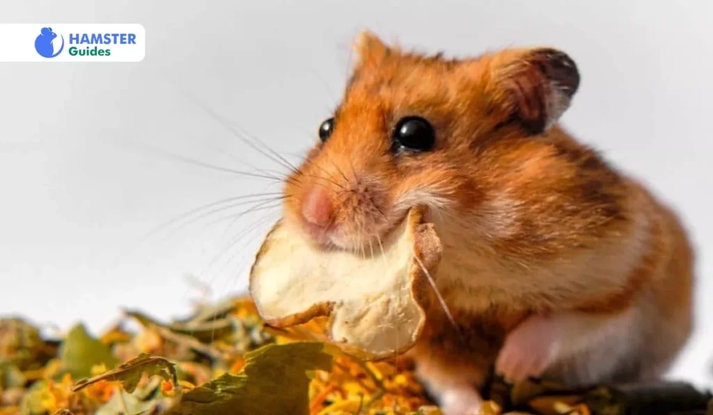 Formulating a Nutritious Hamster Diet