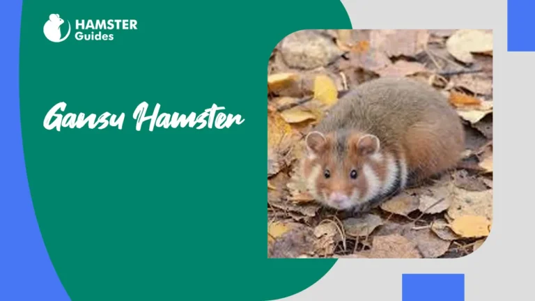 Gansu Hamster