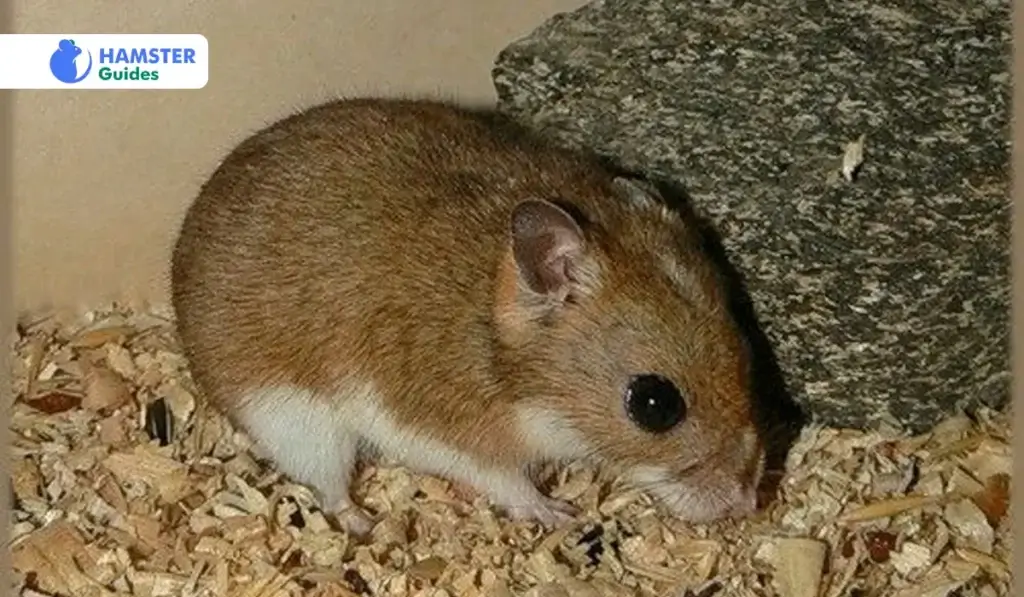 Gansu-Hamster-Appearance-And-Characteristics