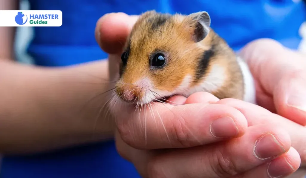 Golden Dwarf Hamster Lifespan 