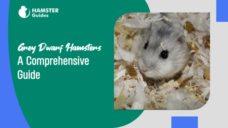 Grey Dwarf Hamsters