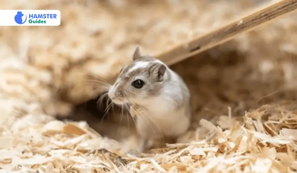  Grooming Of Allocricetus Hamster 